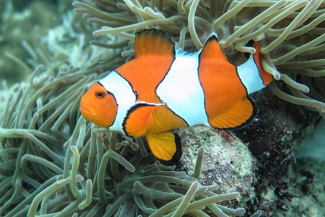 Private Tour to Hong Islands & 4 Islands with Sunset & Night Snorkel - Chicken Island: the quick photo stop