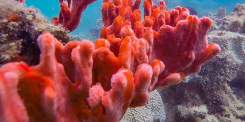 Puerto Princesa: Private Honda Bay Island Hopping Tour - Should you book it?