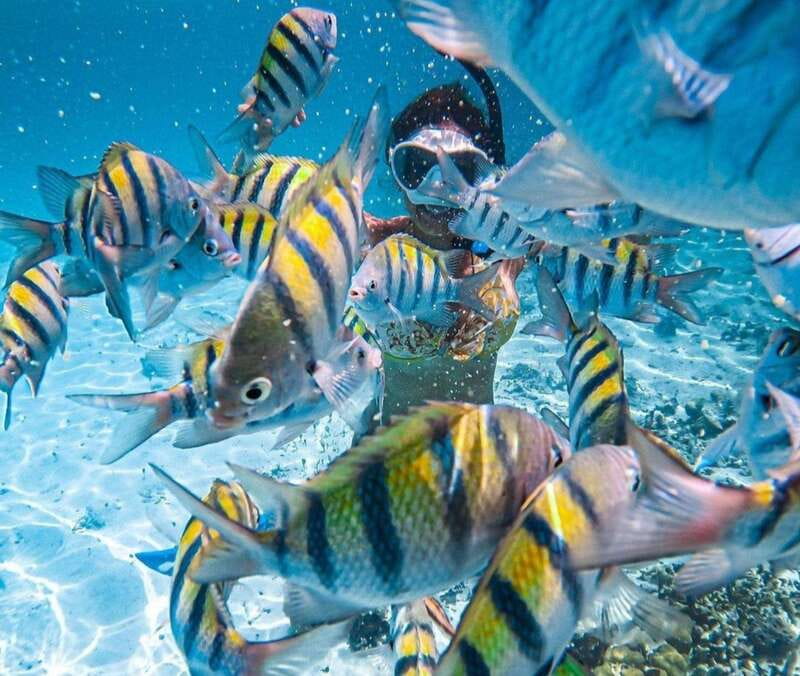 Puerto Vallarta: Los Arcos Islands Boat Tour and Snorkeling - The public bus to Mismaloya: useful, local, and not luxurious