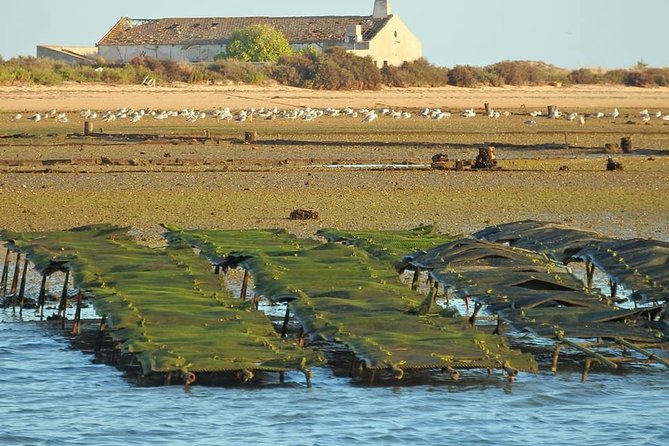 Ria Formosa - Boat trip to the 3 Islands: Armona | Culatra Island | Lighthouse - The Main Strengths and Weak Spots