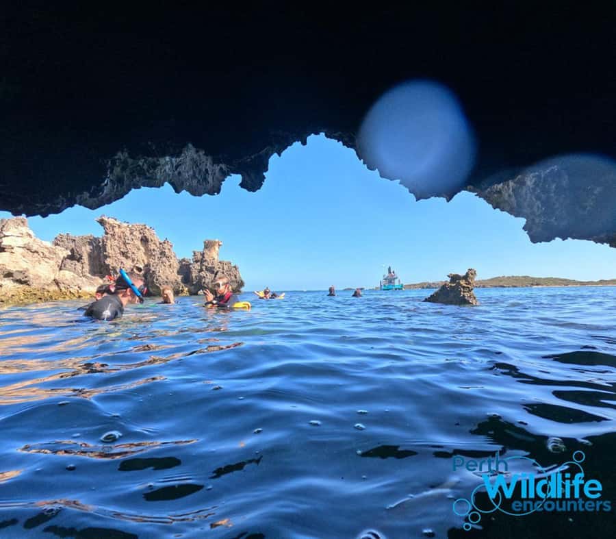 Rockingham: 3 Island Wildlife Snorkeling Cruise with Lunch - Why Rockingham is a smart base for marine wildlife