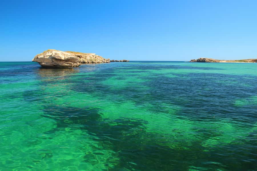 Rockingham: 3 Island Wildlife Snorkeling Cruise with Lunch - The sea lion encounter is the big payoff