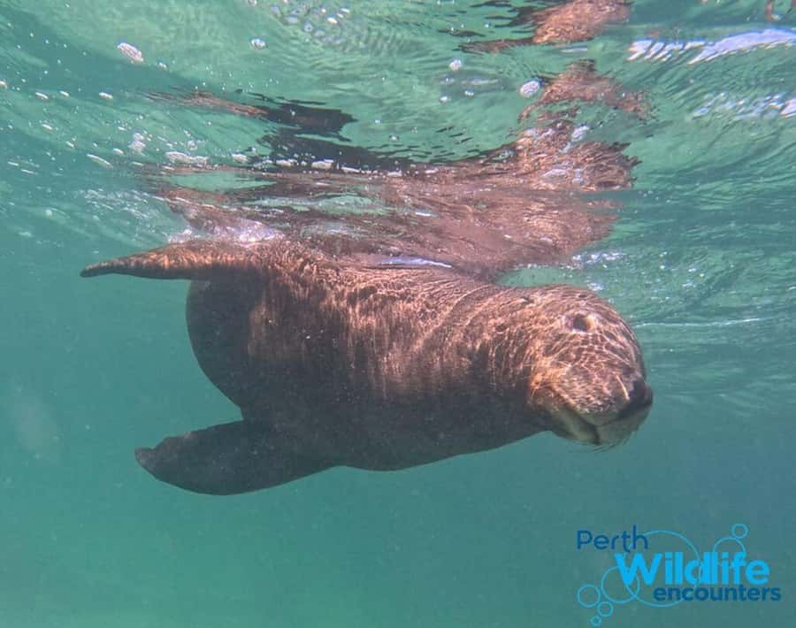 Rockingham: 3 Island Wildlife Snorkeling Cruise with Lunch - Birds, boats, and the value of staying on deck