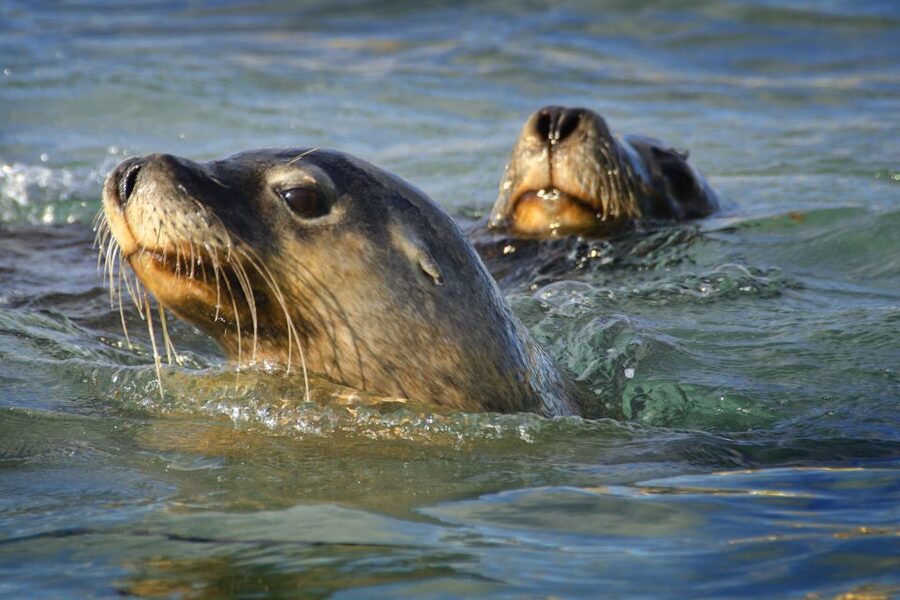 Rockingham: 3 Island Wildlife Snorkeling Cruise with Lunch - Weather, cancellations, and who should book