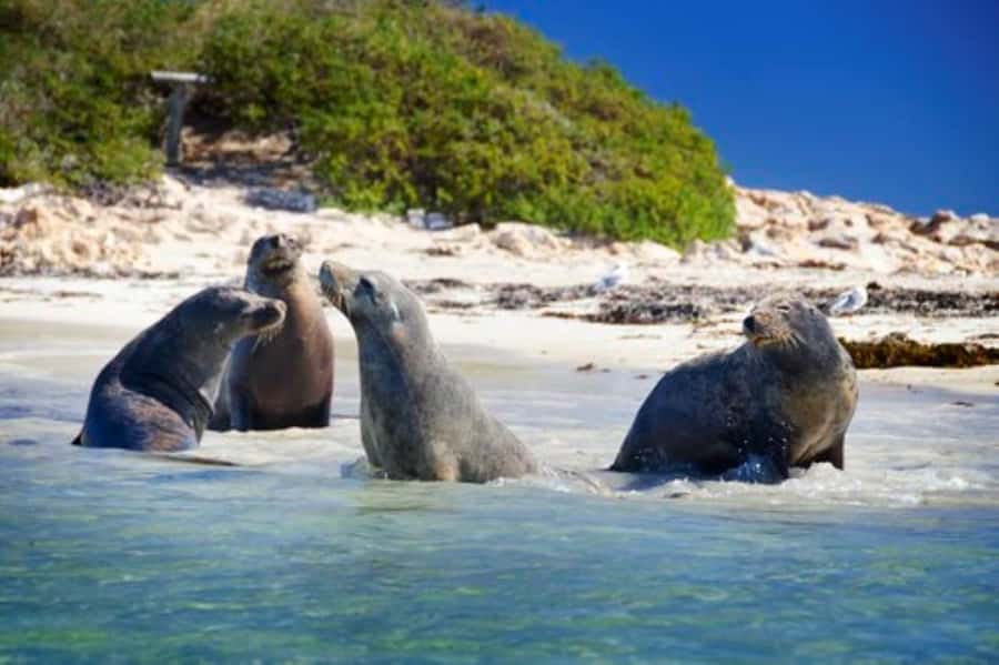 Rockingham: Shoalwater Islands, Dolphins, and Sea Lions Tour - Quick points before you book