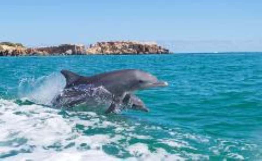 Rockingham: Shoalwater Islands, Dolphins, and Sea Lions Tour - What your $42 buys on the water