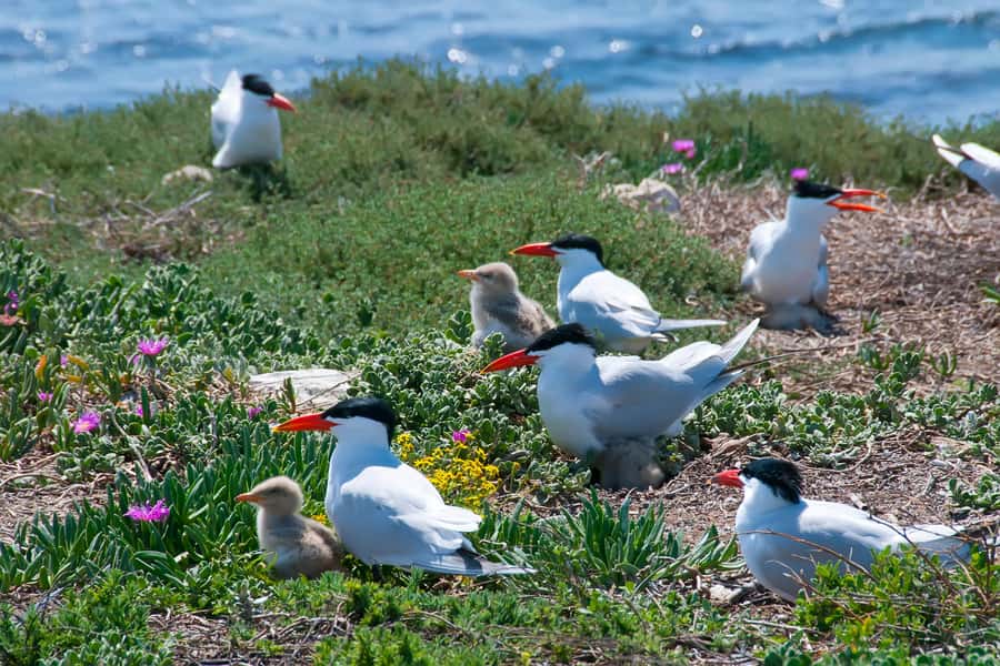 Rockingham: Shoalwater Islands, Dolphins, and Sea Lions Tour - Cruising through the Shoalwater Islands Marine Park