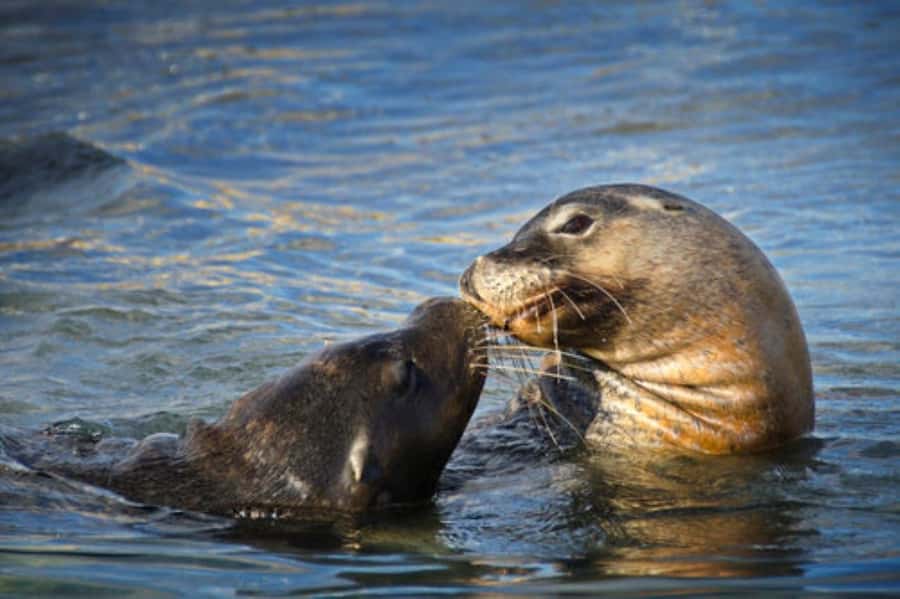 Rockingham: Shoalwater Islands, Dolphins, and Sea Lions Tour - Seal Island and the Australian sea lions