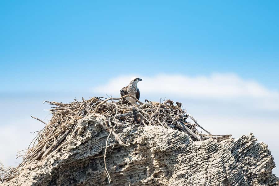 Rockingham: Shoalwater Islands, Dolphins, and Sea Lions Tour - Bird Island and the pelican colonies