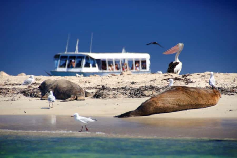 Rockingham: Shoalwater Islands, Dolphins, and Sea Lions Tour - Who will enjoy this one-hour cruise?