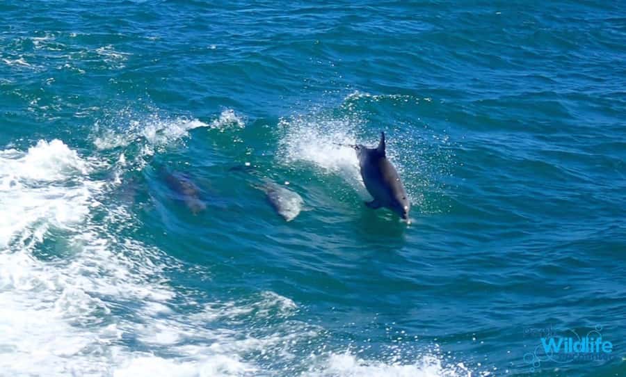 Rockingham: Shoalwater Islands, Dolphins, and Sea Lions Tour - Starting at Penguin Island Visitors Centre