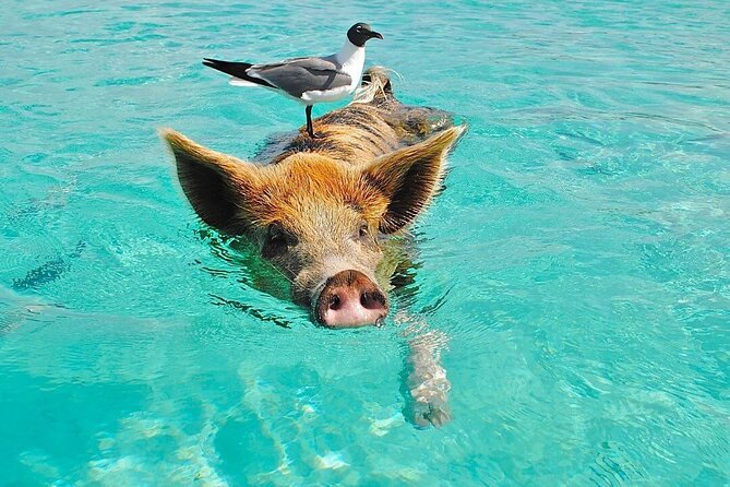 Rose Island 3 Island Luxury Private Tour(8hrs) - Key points at a glance