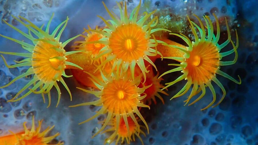 Sardinia, La Maddalena Archipelago: First Dive Experience - What to Bring to Palau