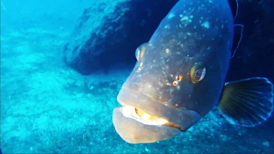 Sardinia, La Maddalena Archipelago: First Dive Experience - Who Will Enjoy This Most?