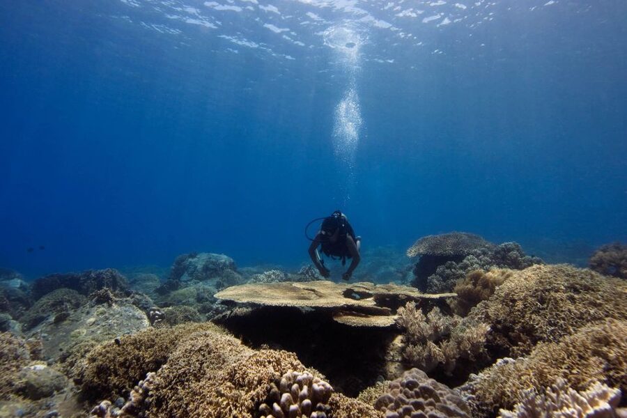 Scuba Diving 3 Islands Nha Trang Tour - Key points before you book
