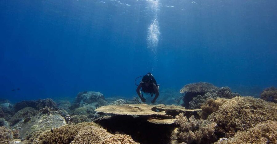 Scuba Diving 3 Islands Nha Trang Tour - What the Nha Trang three-island day is really like