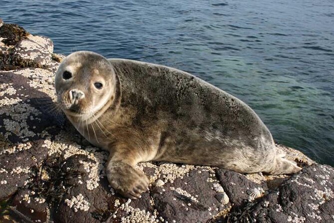 Seabird & Seal Farne Islands Cruise. 1.5 hours long. Departing from Seahouses. - Key points at a glance