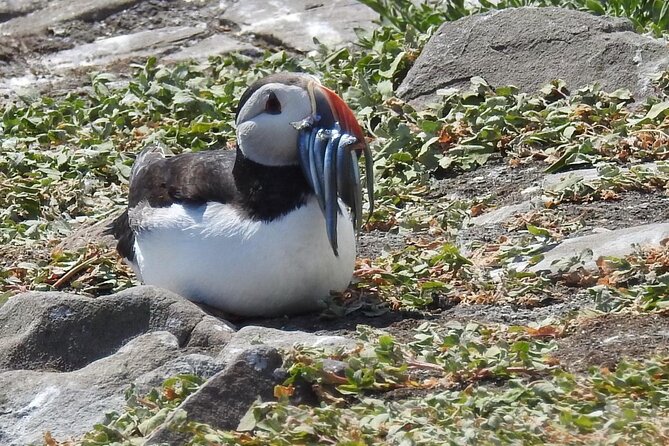 Seabird & Seal Farne Islands Cruise. 1.5 hours long. Departing from Seahouses. - Setting out from Seahouses Harbour at 10:30 am