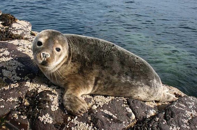 Seabird & Seal Farne Islands Cruise. 1.5 hours long. Departing from Seahouses. - Longstone Lighthouse and the Grace Darling story