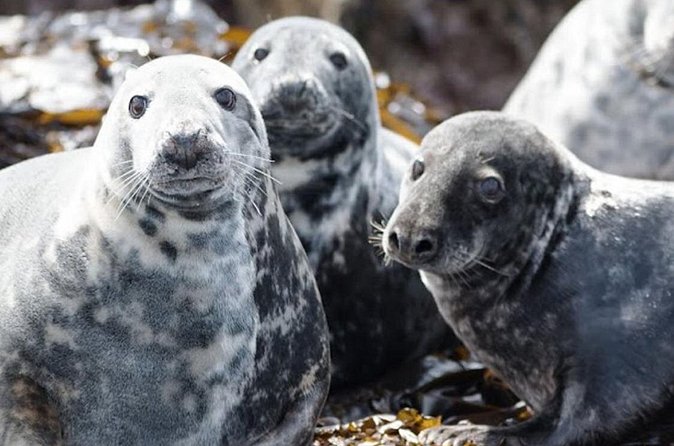 Seabird & Seal Farne Islands Cruise. 1.5 hours long. Departing from Seahouses. - Commentary matters, and sound quality can vary