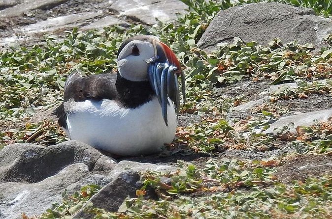 Seabird & Seal Farne Islands Cruise. 1.5 hours long. Departing from Seahouses. - Is $27.42 good value for 90 minutes?