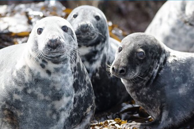 Seabird & Seal Farne Islands Cruise. 1.5 hours long. Departing from Seahouses. - Who should book this Farne Islands cruise?