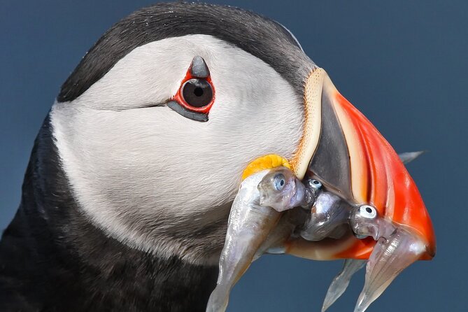 Seabird & Seal Farne Islands Cruise. 1.5 hours long. Departing from Seahouses. - A 90-minute circuit around the Farne Islands
