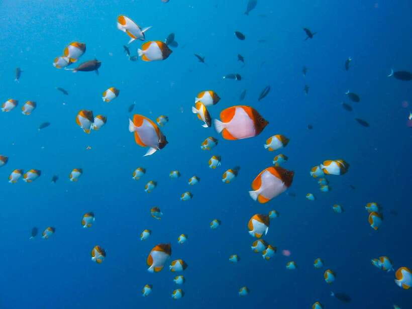 Semporna: Bohey 3 Islands Hike, Snorkel/Dive Tour with Lunch - Lunch on a quiet island