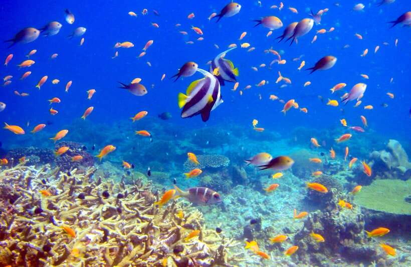 Semporna: Bohey 3 Islands Hike, Snorkel/Dive Tour with Lunch - What the $58 price really covers