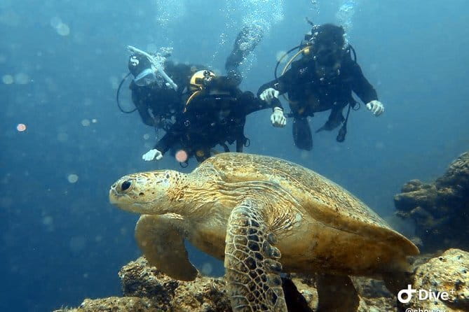 Semporna Hike Bohey 3 Island Snorkel Dive Tour and Lunch - What the feedback tells you about the day