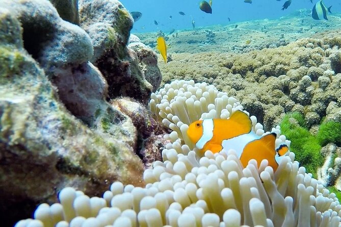 Similan Islands Day Tour from Phuket and Khaolak - Lunch and beach time at Ko Miang