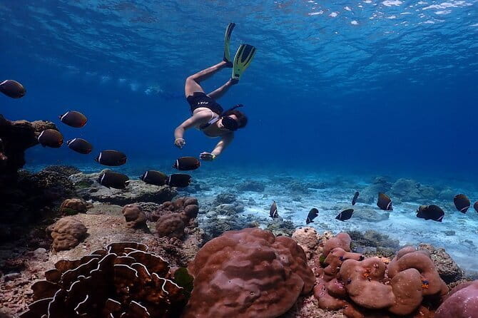 Similan Islands Day Trip from Phuket by Speedboat - Key things to know before you book
