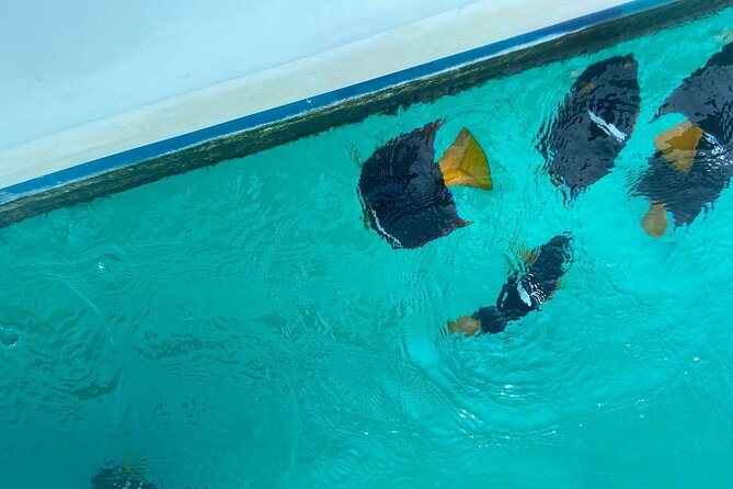 Snorkel & Playa nopalera • Small Group Tour • Punta Mita - Setting out from Punta Mita Pier