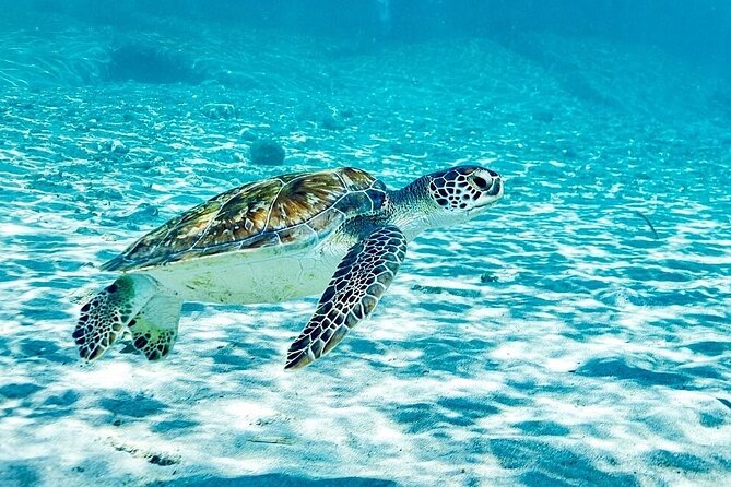 Snorkel with Turtles & Kenepa Grandi Beach: Nr.1 Island Day Trip - Five things to know before booking