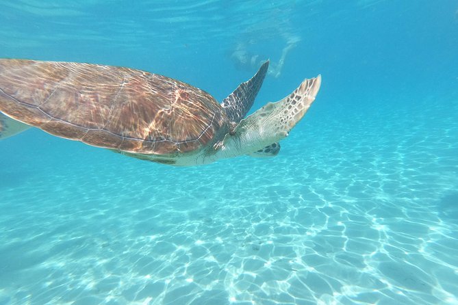 Snorkel with Turtles & Kenepa Grandi Beach: Nr.1 Island Day Trip - What the $75 price really buys you