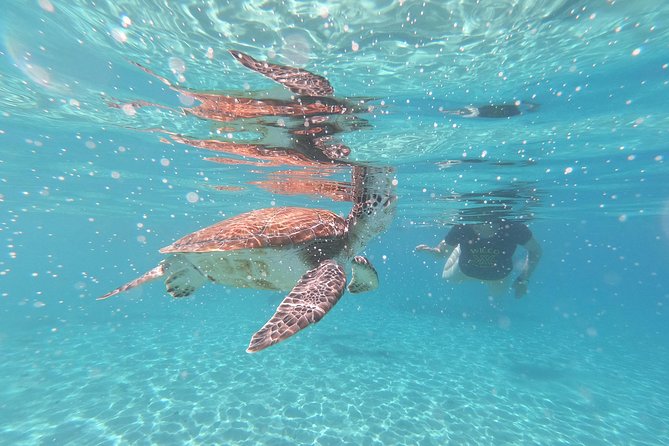 Snorkel with Turtles & Kenepa Grandi Beach: Nr.1 Island Day Trip - Grote Knip, Curaçao’s beach highlight