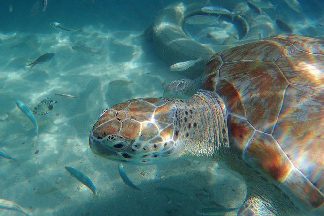 Snorkel with Turtles & Kenepa Grandi Beach: Nr.1 Island Day Trip - The flamingo stop at Landhuis Jan Kok