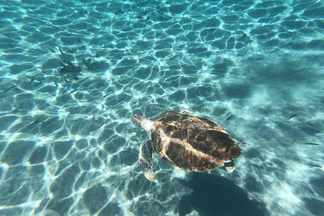 Snorkel with Turtles & Kenepa Grandi Beach: Nr.1 Island Day Trip - The ride across Curaçao