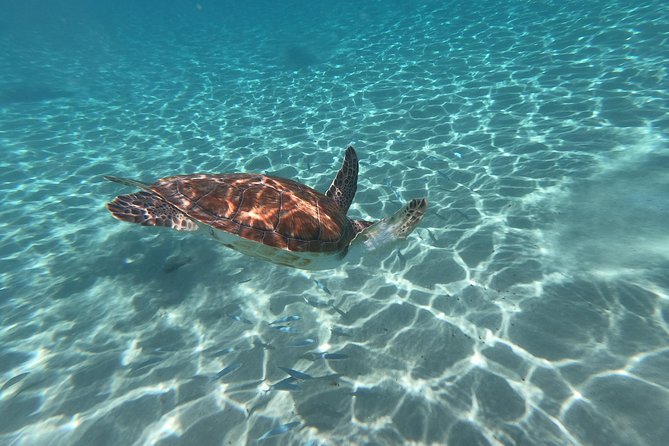Snorkel with Turtles & Kenepa Grandi Beach: Nr.1 Island Day Trip - Timing, comfort, and what to pack