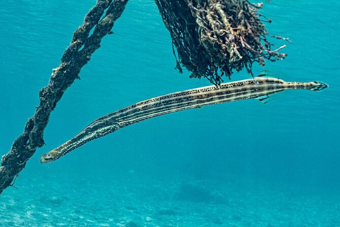 Snorkel with Turtles & Kenepa Grandi Beach: Nr.1 Island Day Trip - Who will enjoy this outing most