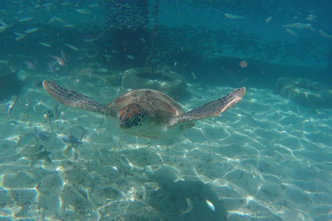 Snorkel with Turtles & Kenepa Grandi Beach: Nr.1 Island Day Trip - Should you book the Curaçao turtle and beach tour?