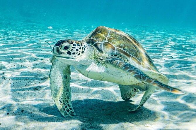 Snorkel with Turtles & Kenepa Grandi Beach: Nr.1 Island Day Trip - Playa Grandi and the sea turtles
