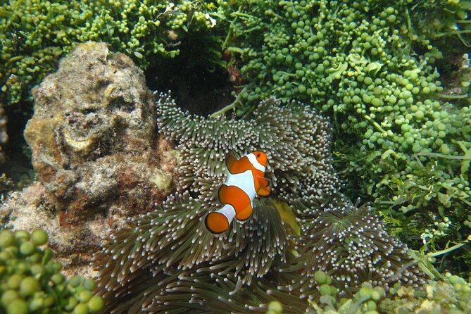Snorkeling and Island Hopping Tour in Karimunjawa (sharing tour) - Why this $19.58 boat trip offers good value