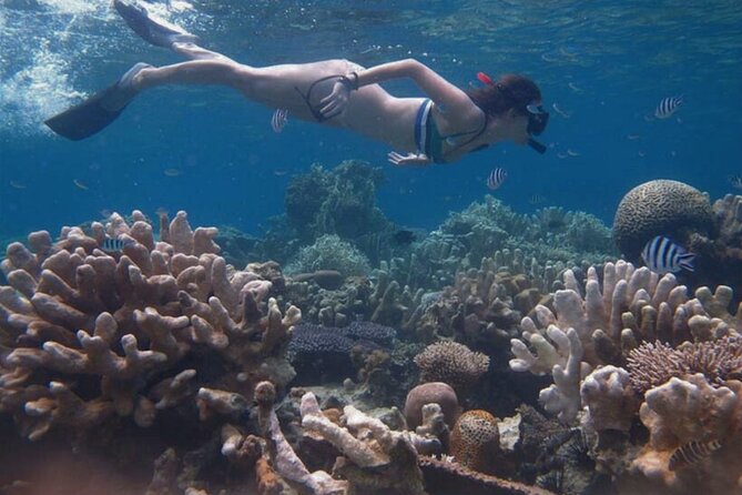 Snorkeling and Island Hopping Tour in Karimunjawa (sharing tour) - The second reef brings more color and a possible turtle