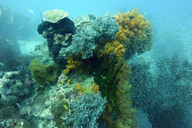 Snorkeling and Island Hopping Tour in Karimunjawa (sharing tour) - What the crew adds to the day