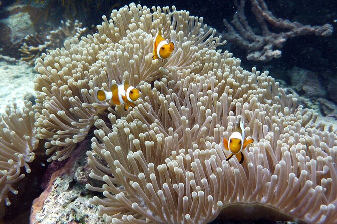 Snorkeling and Island Hopping Tour in Karimunjawa (sharing tour) - What to know before booking