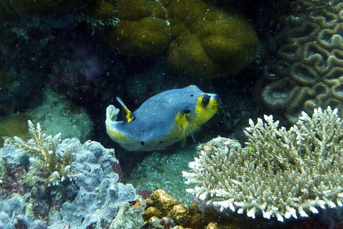 Snorkeling and Island Hopping Tour in Karimunjawa (sharing tour) - Meeting at the Karimunjawa dockyard