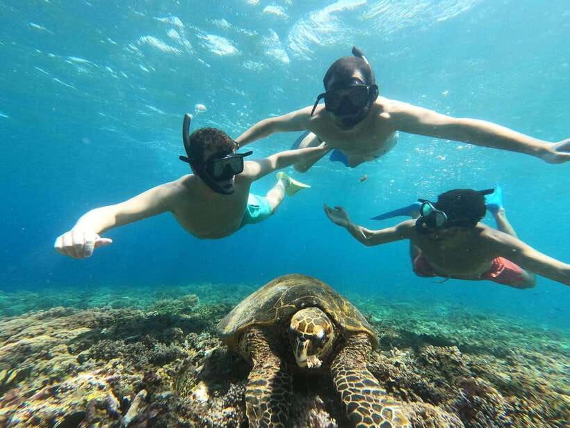 Snorkeling around 3 island & turtle sanctuary - Fish gardens around Gili Air