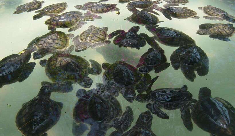Snorkeling around 3 island & turtle sanctuary - The underwater statue and blue coral stop