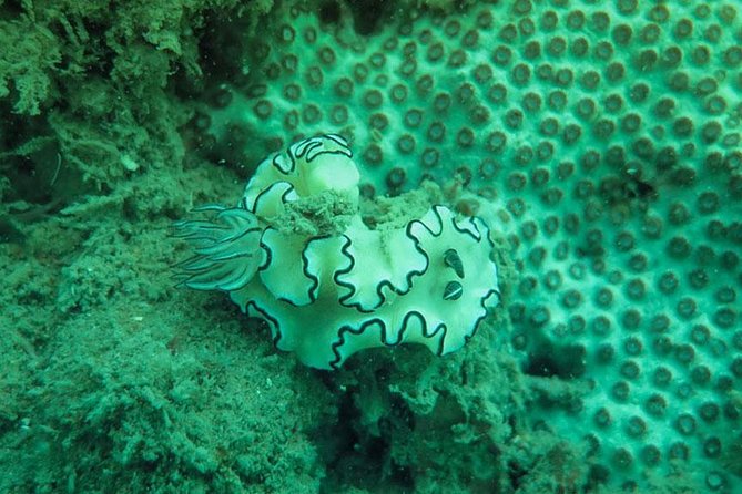 Snorkeling Tour to 4 Islands(Emerald Cave) From Koh Lanta by Speedboat - Koh Mah and Ko Ngai Add Variety to the Route